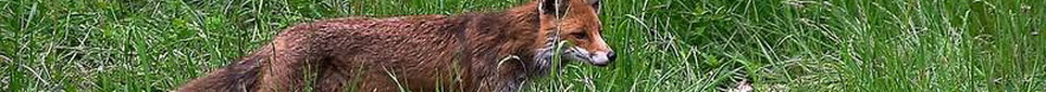 Red fox, standing in grass