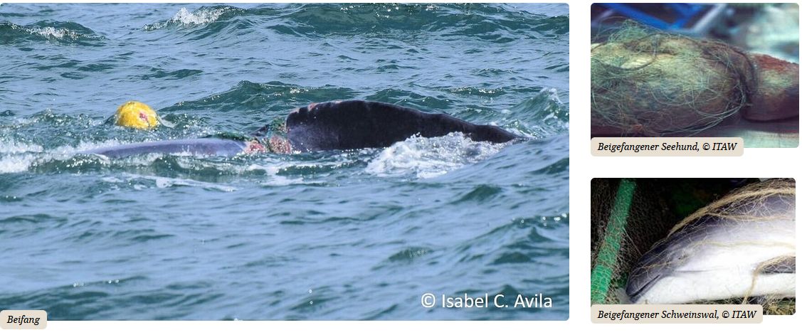 In Netzen beigefangener Großwal, Seehund und Schweinswal