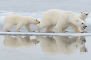 Ice bears on an ice floe
