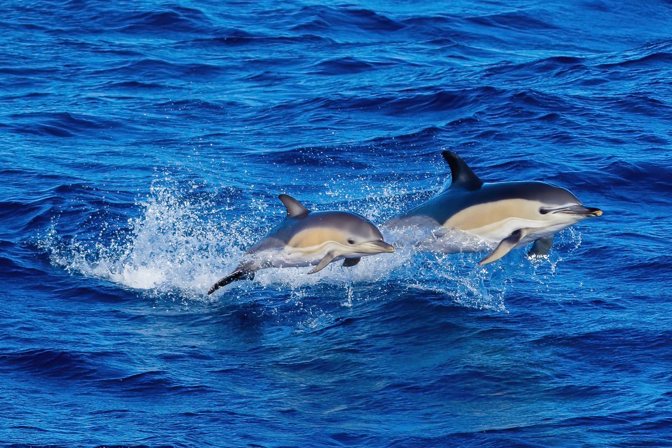 Common dolphins jumping at the surface