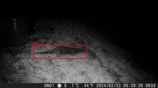 Automatically detected otter using Megadetector