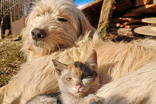 Ein Hund und eine Katze liegen aneinander gekuschelt in der Sonne