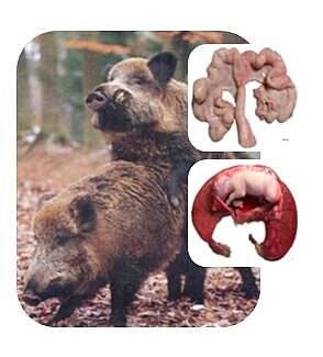 Two boar and their reproductive system 