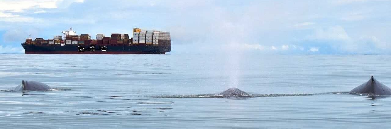 Container ship and three whales at the surface in front
