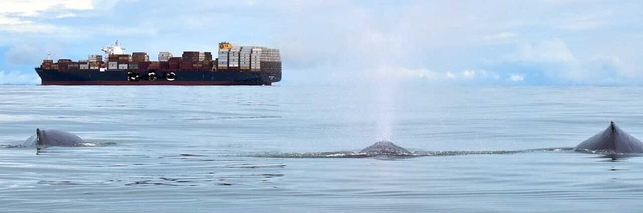 three whales at the surface in front of a container vessel