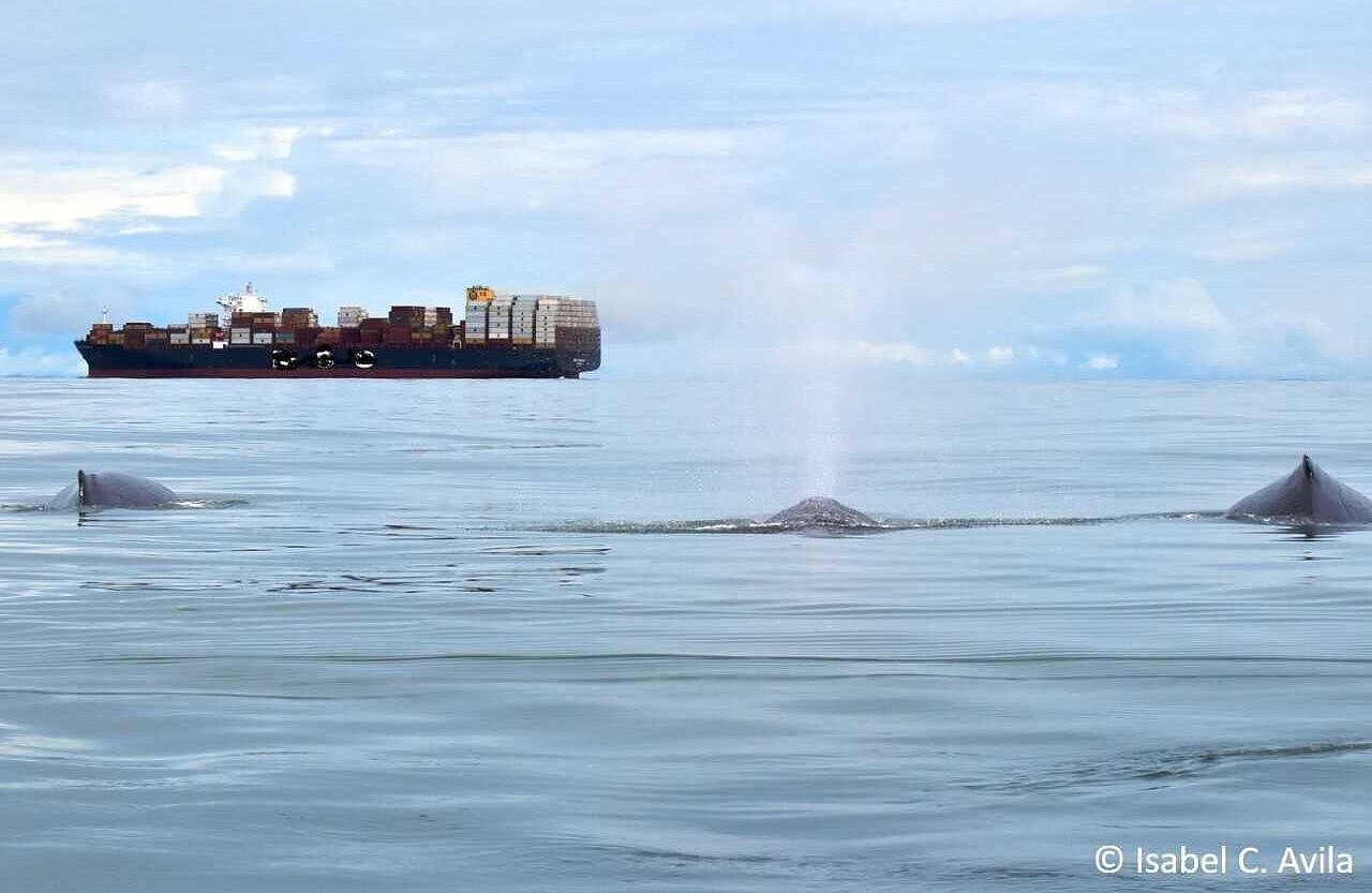 Wale an der Oberfläche schwimmen auf ein Containerschiff zu