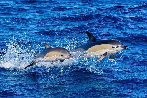 Gemeiner Delfin. Aufgenommen in der Bucht von Biskaya, vom Forschungsschiff.