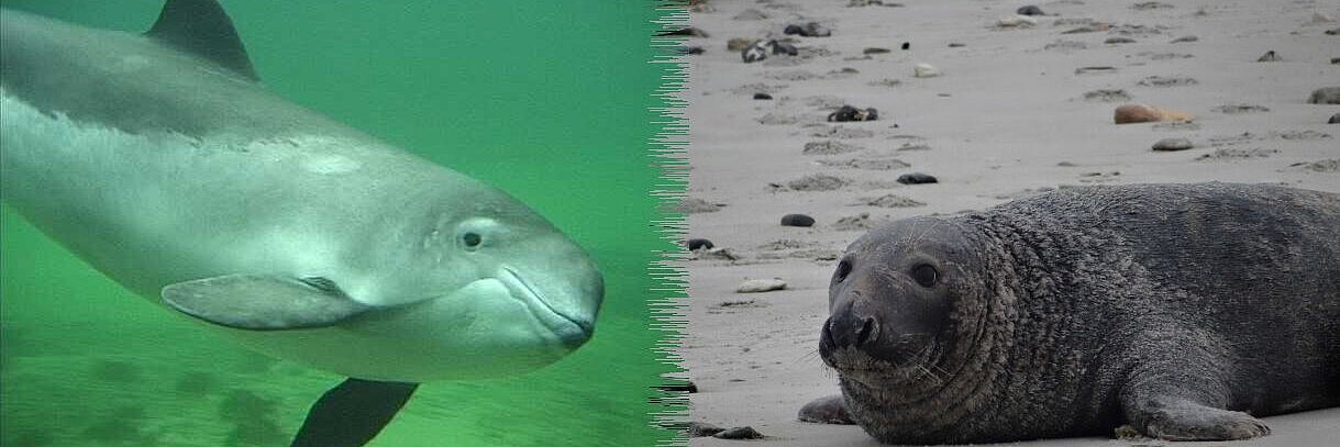 harbour porpoise under water and grey seal at the beach