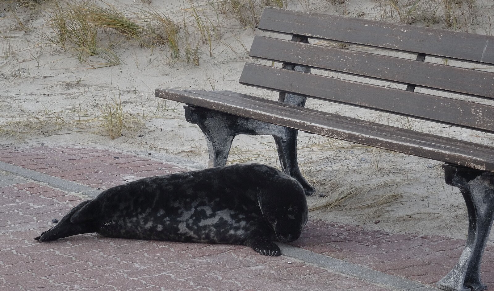 Grey seal lying in front of a bank