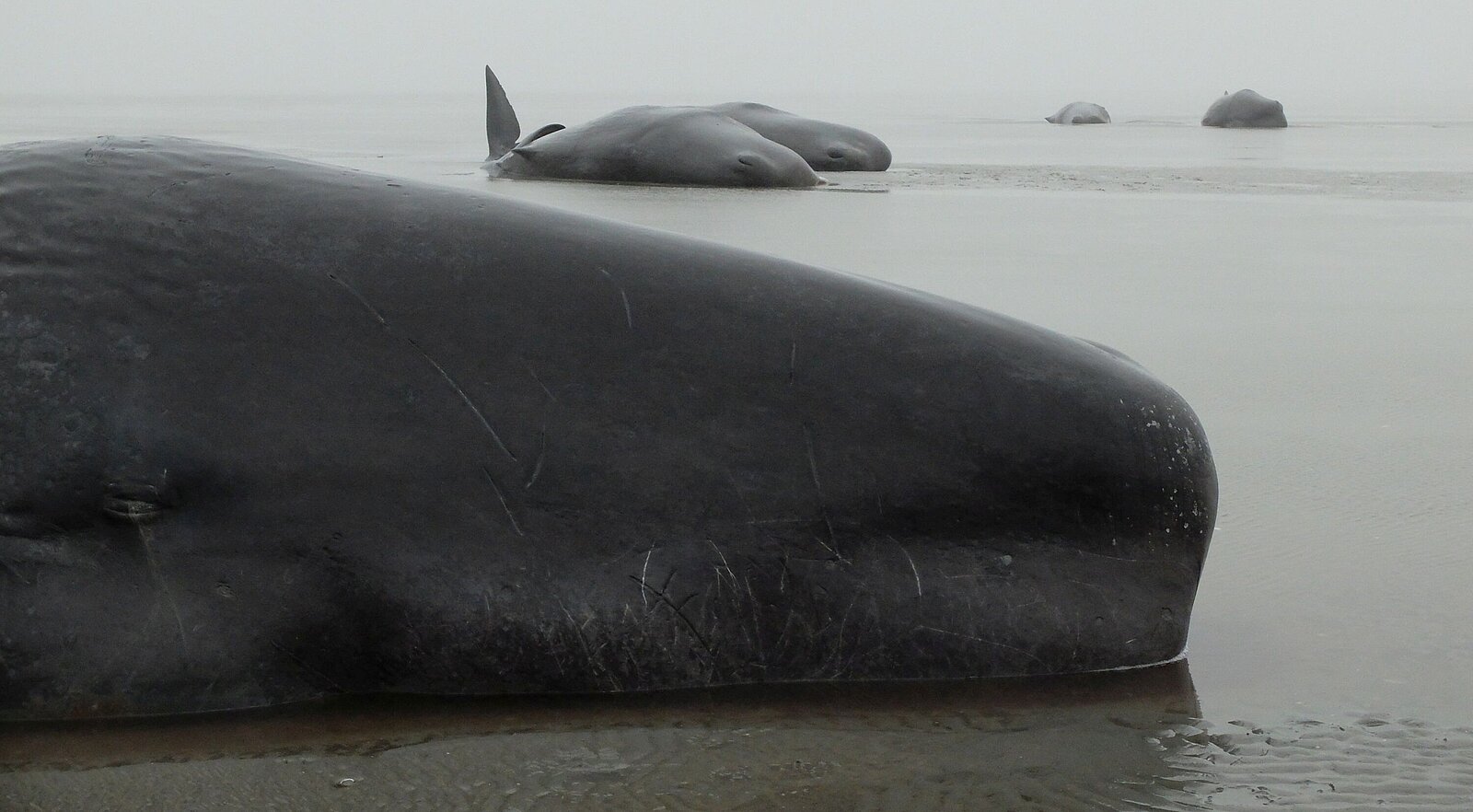 stranded sperm whales
