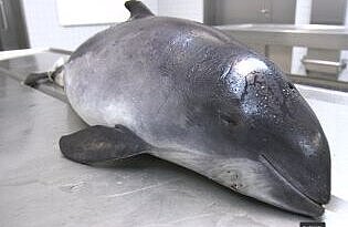 Harbour porpoise before dissection