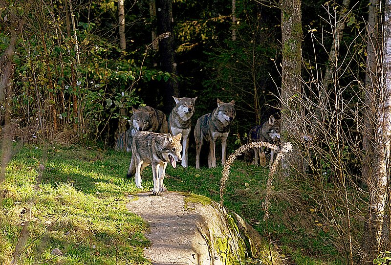 Wolf pack (Canis lupus) in an outdoor enclosure.