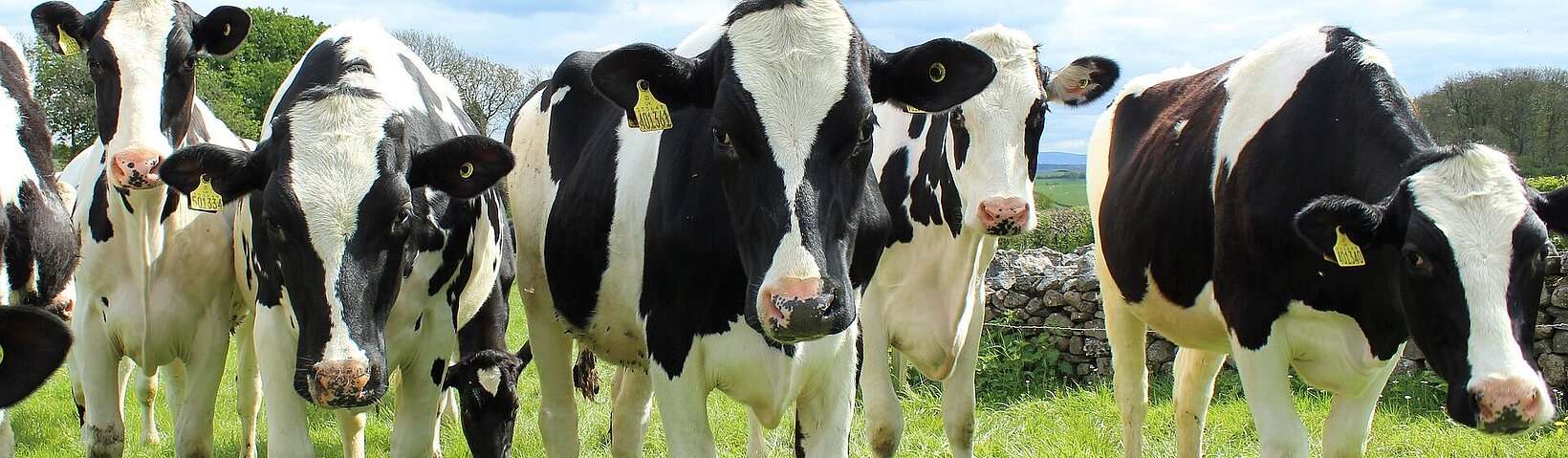 [Translate to English:] Holstein Cattle 