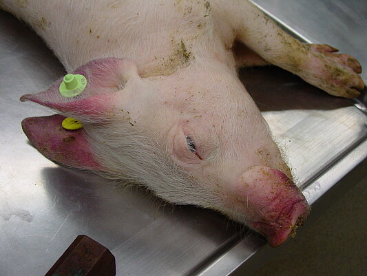 Bleedings, cyanosis and necrosis of the ears and snout 