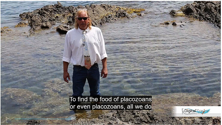 Screenshot of a video lecture on placozoans by Prof. Dr. Bernd Schierwater