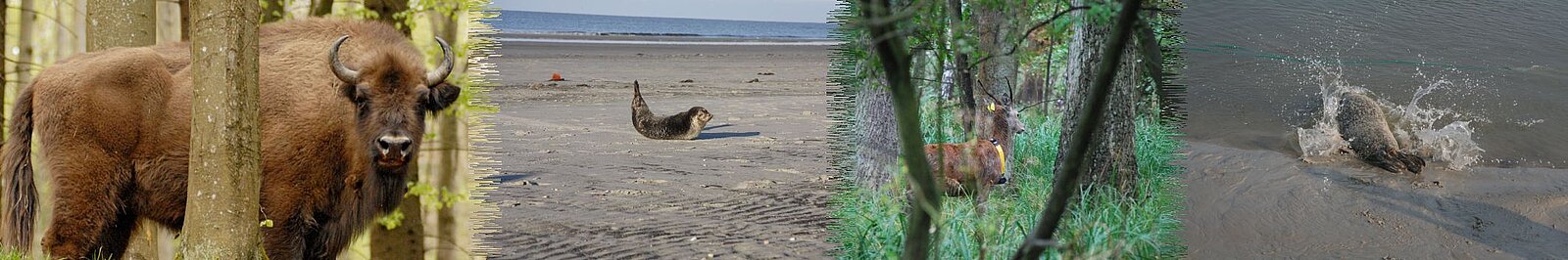 Wisent, Seehund auf Sandbank, Hirsch im Wald, Seehund beim Sprung ins Wasser