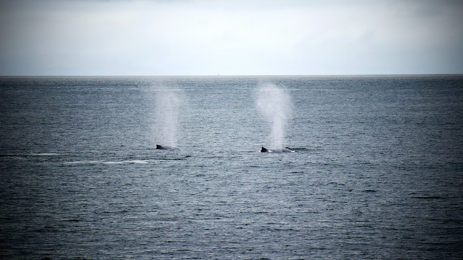 Two whales with blow at the surface