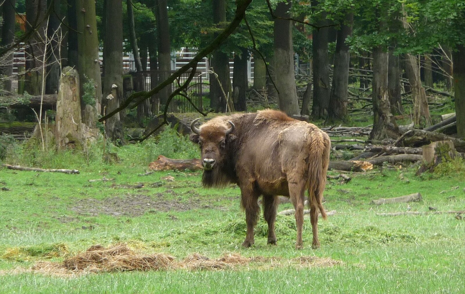Bison in the game reserve