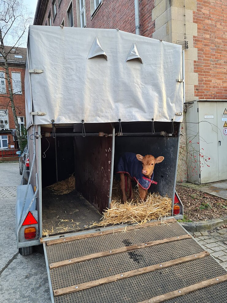 Calf on trailer