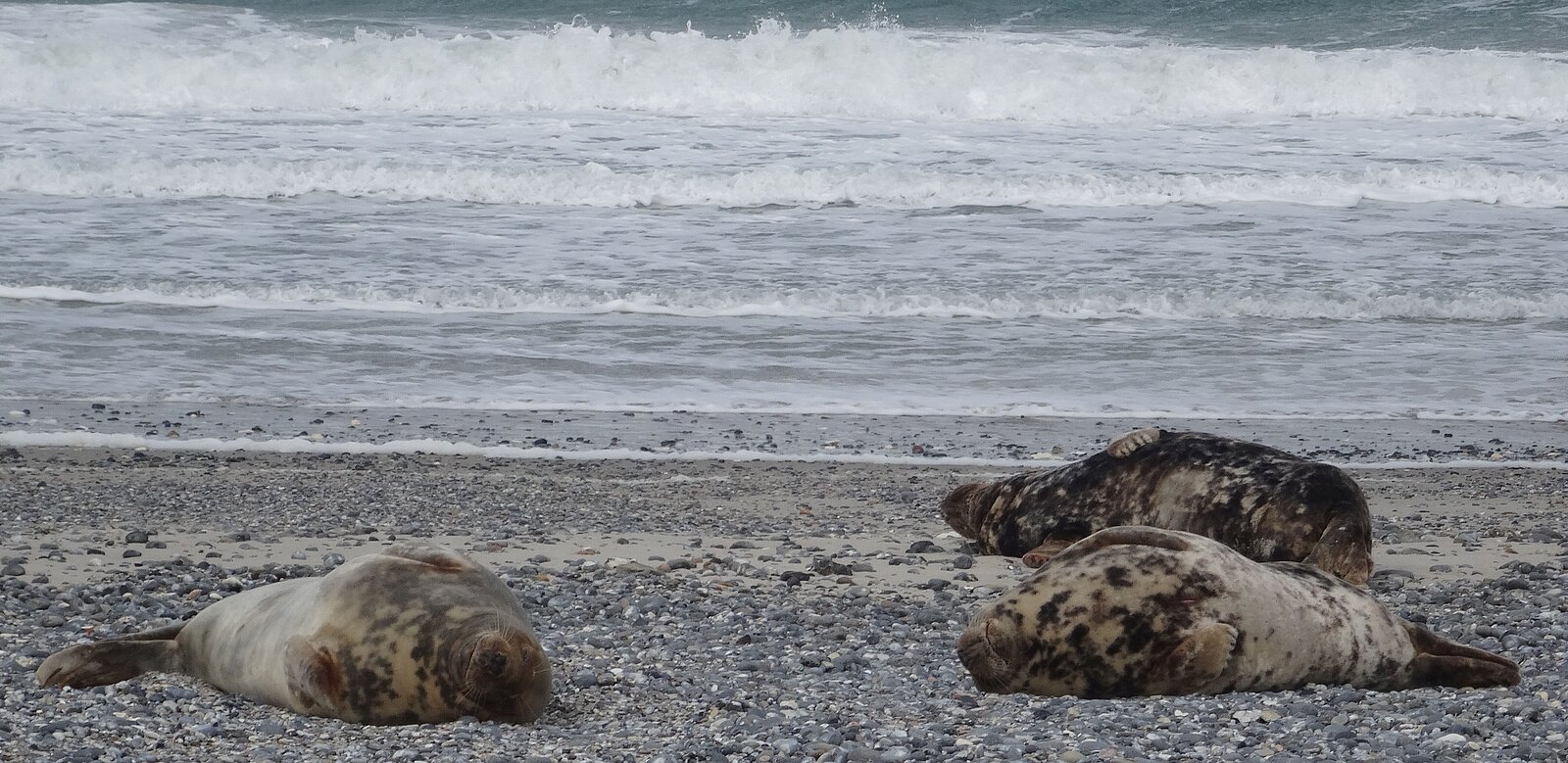 Three grey seals lying at the beach of Heligoland