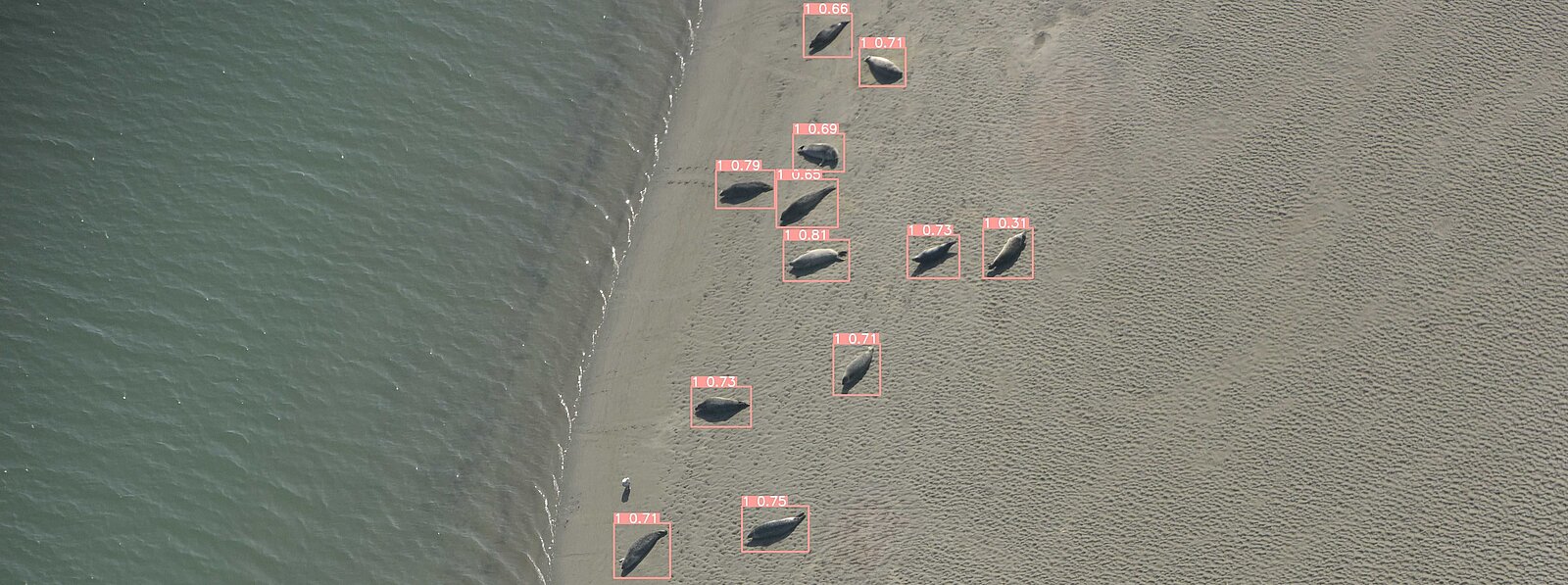 grey seals at the beach, photo taken by plane, Image analysis by artificial intelligence  