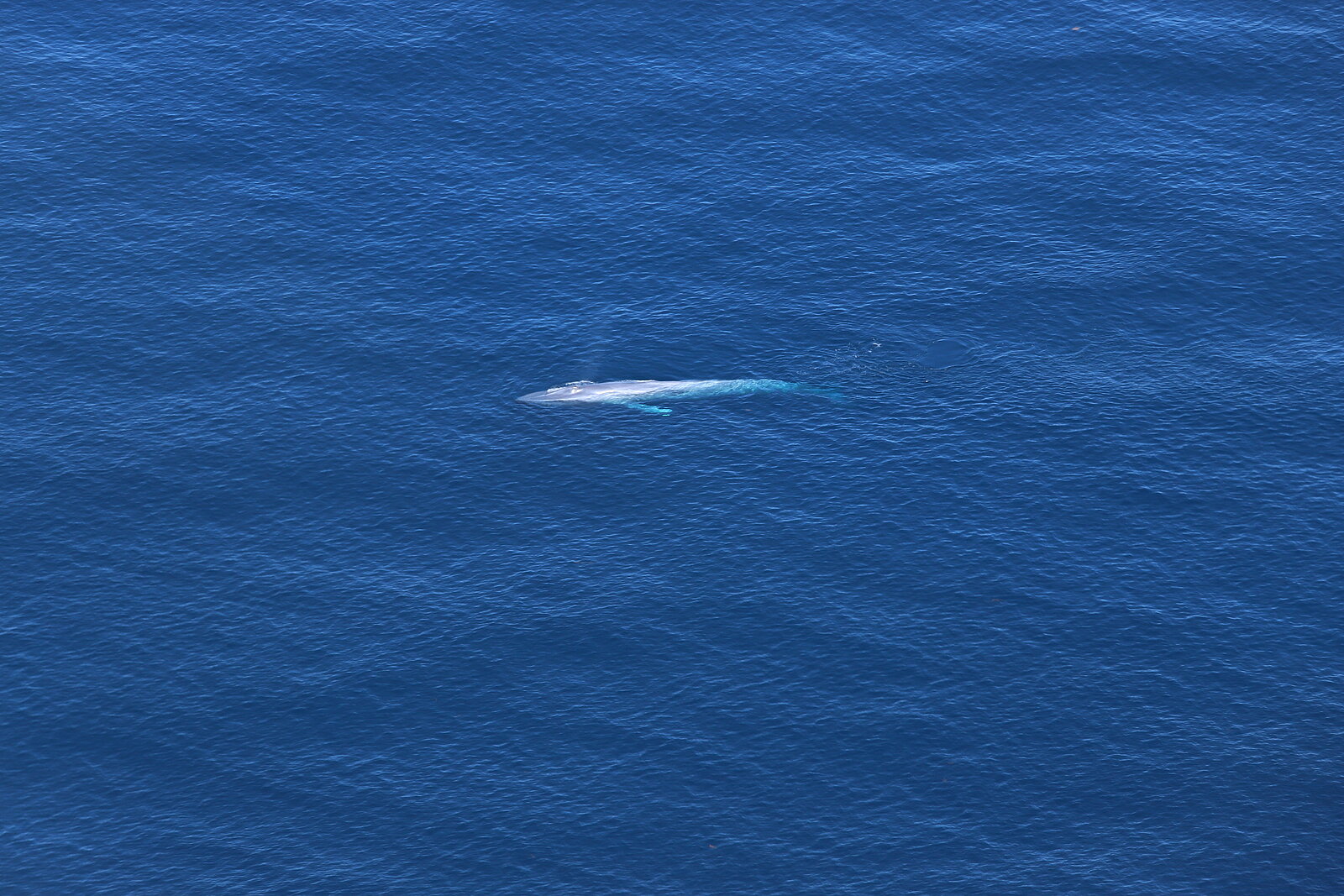 Blue whale swimming at the surface