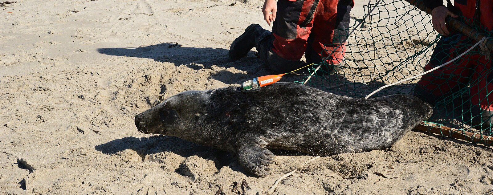 Grey seal with a transmitter