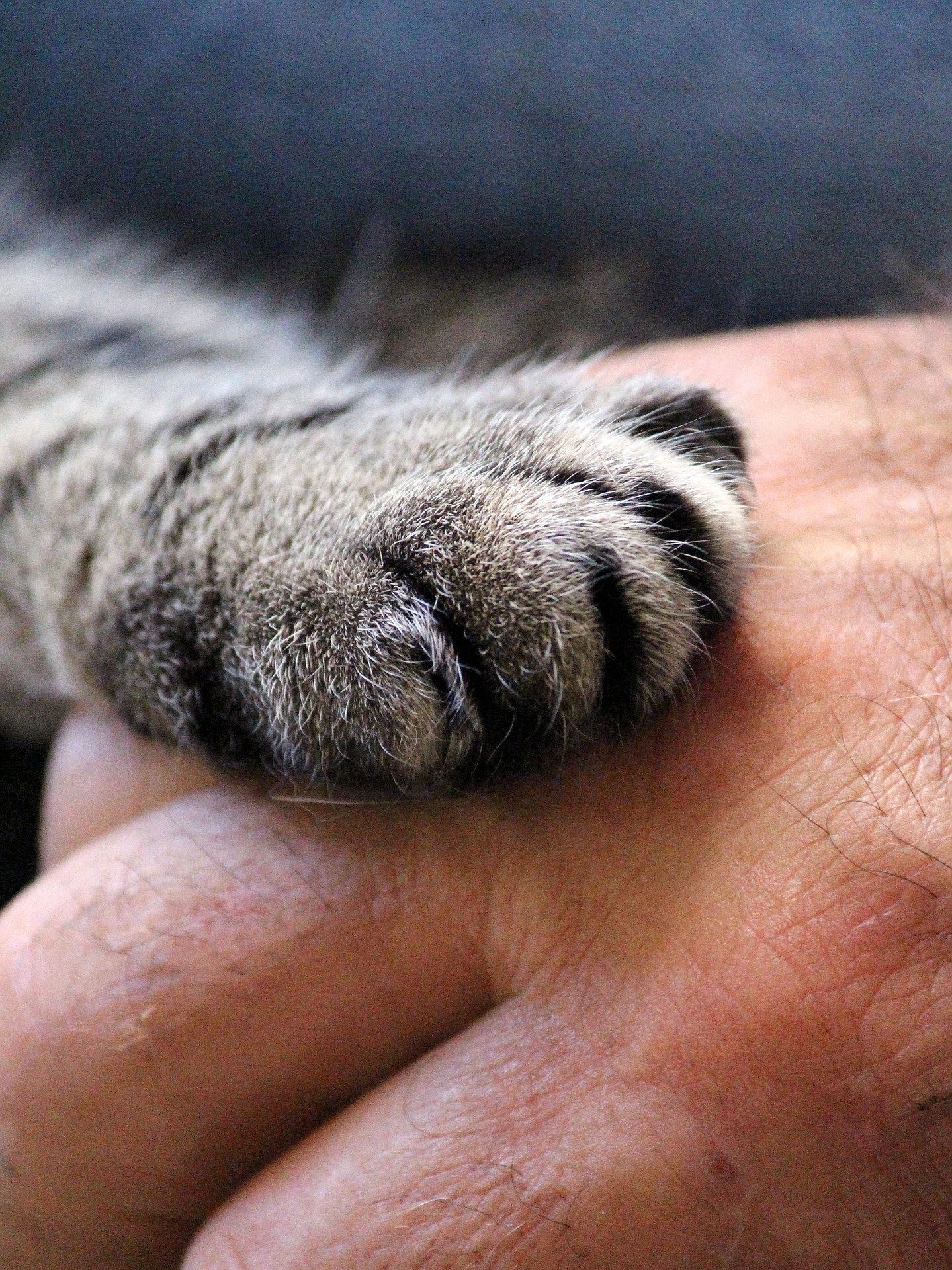 Katzenpfote auf der Hand eines Menschen