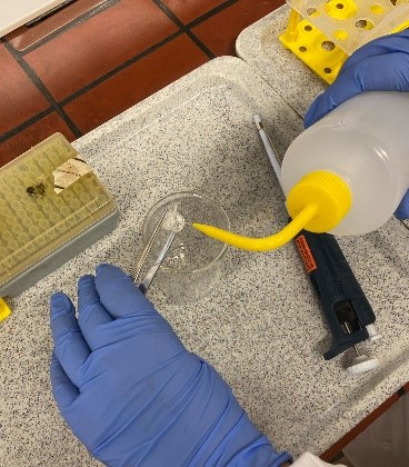 Tiermedizinstudent bei der Durchführung des In-vitro-Hautkorrosionstests mit einem epiCS-Modell.