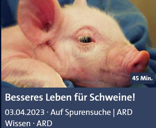 Foto eines Ferkels