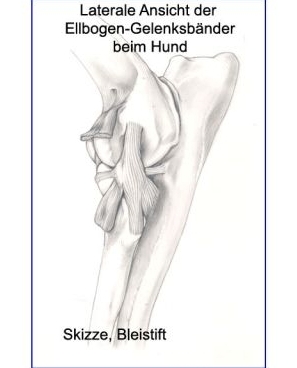 Bleistiftzeichnung Ellbogenbänder, lateral, Hund