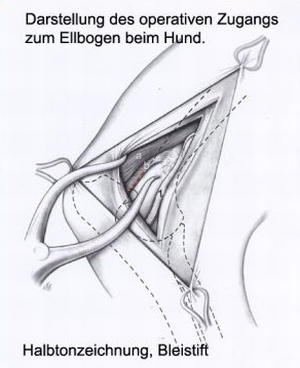 Tusche-Skizze, Ellbogenzugang, Hund