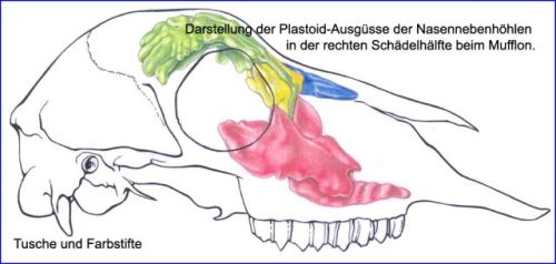 Buntzeichnung Nasennebenhöhlen beim Mufflon