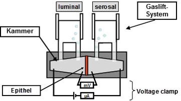 Ussing Kammer Schema