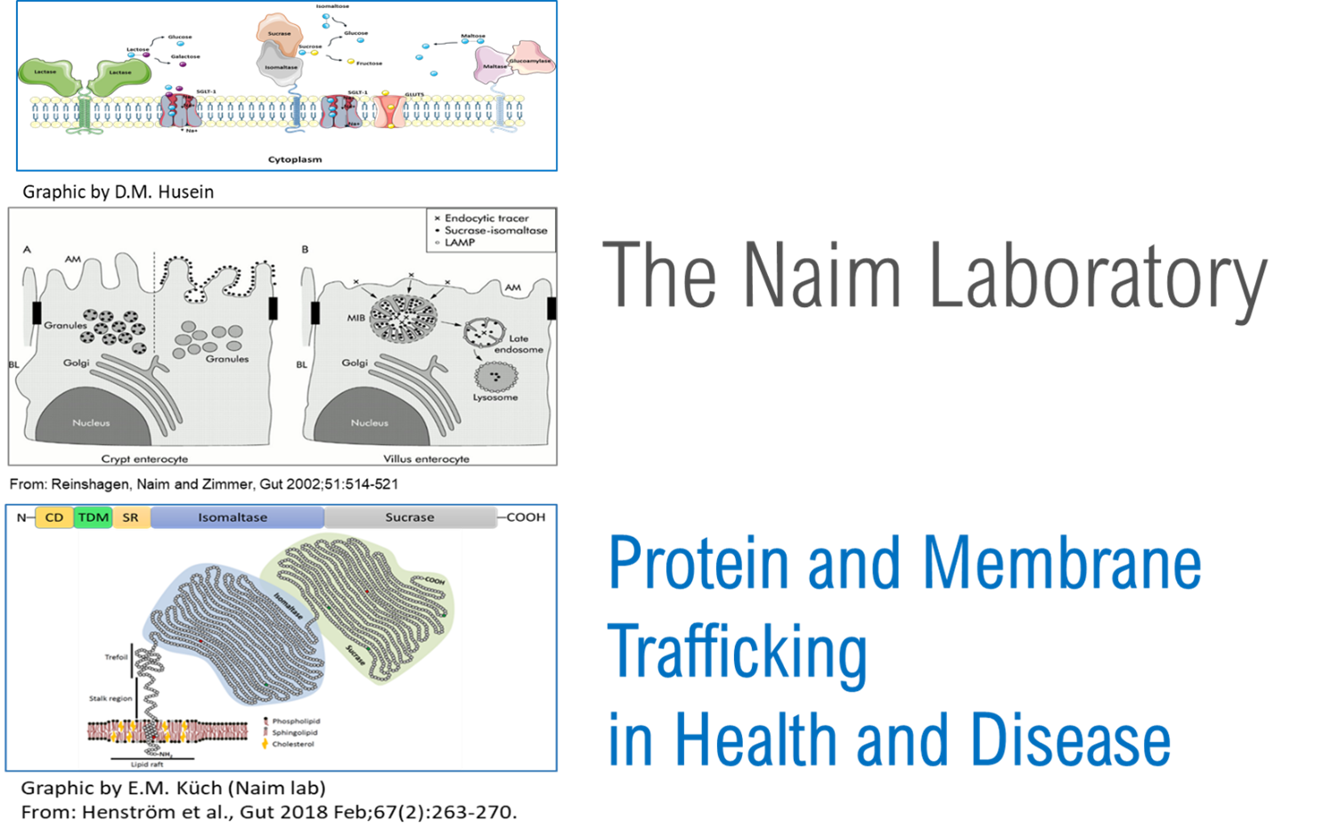 3 Bilder und ein Schriftzug. Die Bilder zeigen verschiedene Proteininteraktionen an und in Zellen, der Schriftzug lautet: The Naim Laboratory - Protein & Membrane Trafficking in Health and Disease