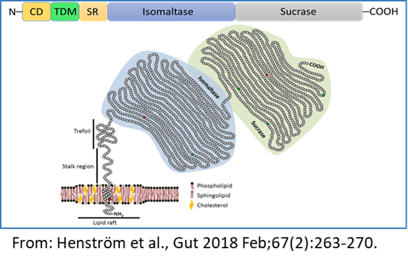 Zu sehen ist die Struktur der Isomaltase-Sucrase