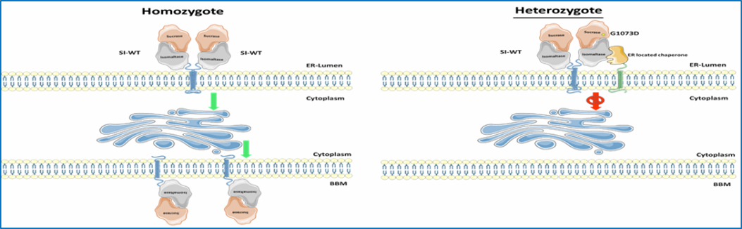 Zu sehen sind unterschliedliche Wege der Proteinverarbeitung (Heterozygote und Homozygote)