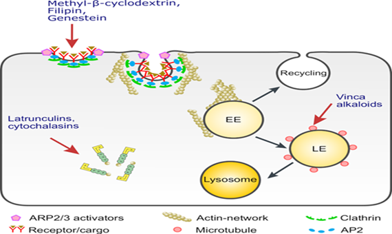 Zu sehen ist ein Pathway des Protein-Recyclens