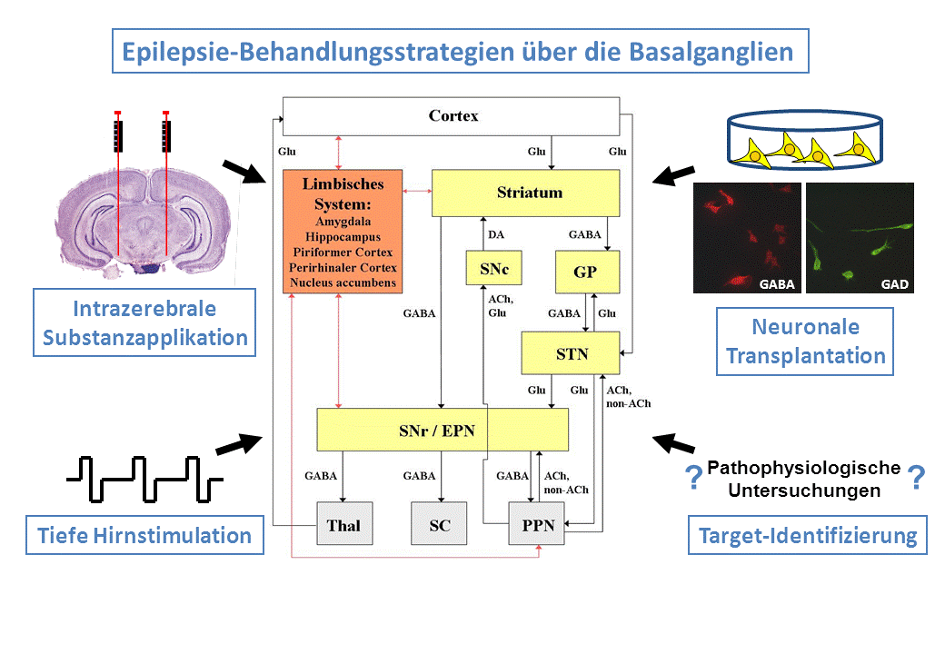 Basalganglien-Modulation