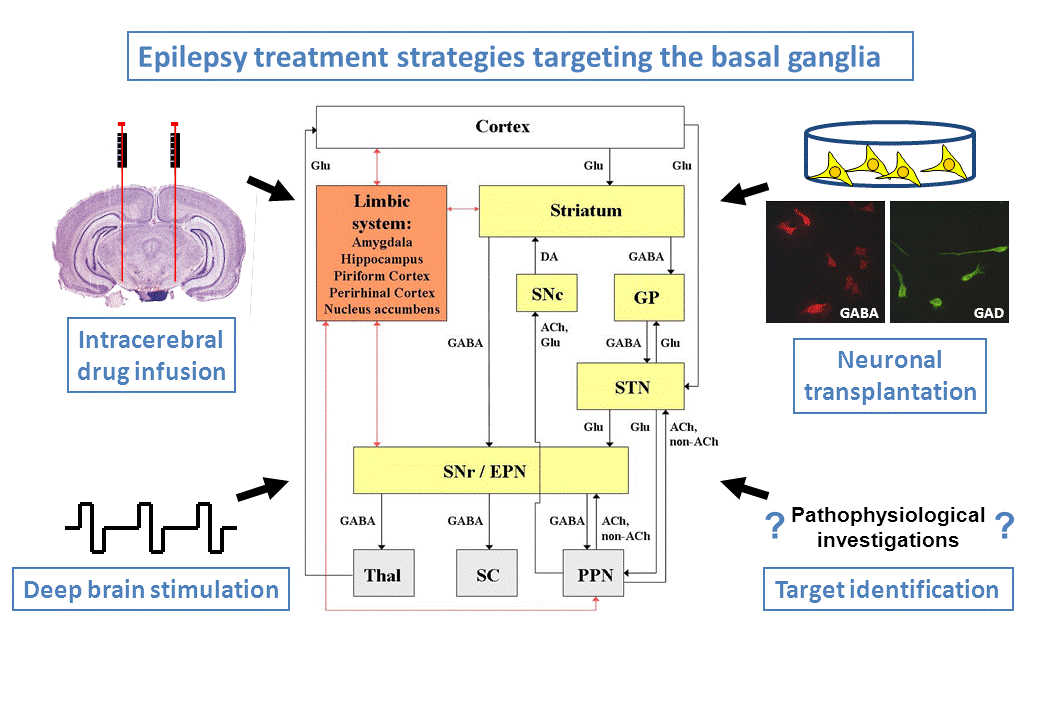 Basal ganglia and epilepsy treatment