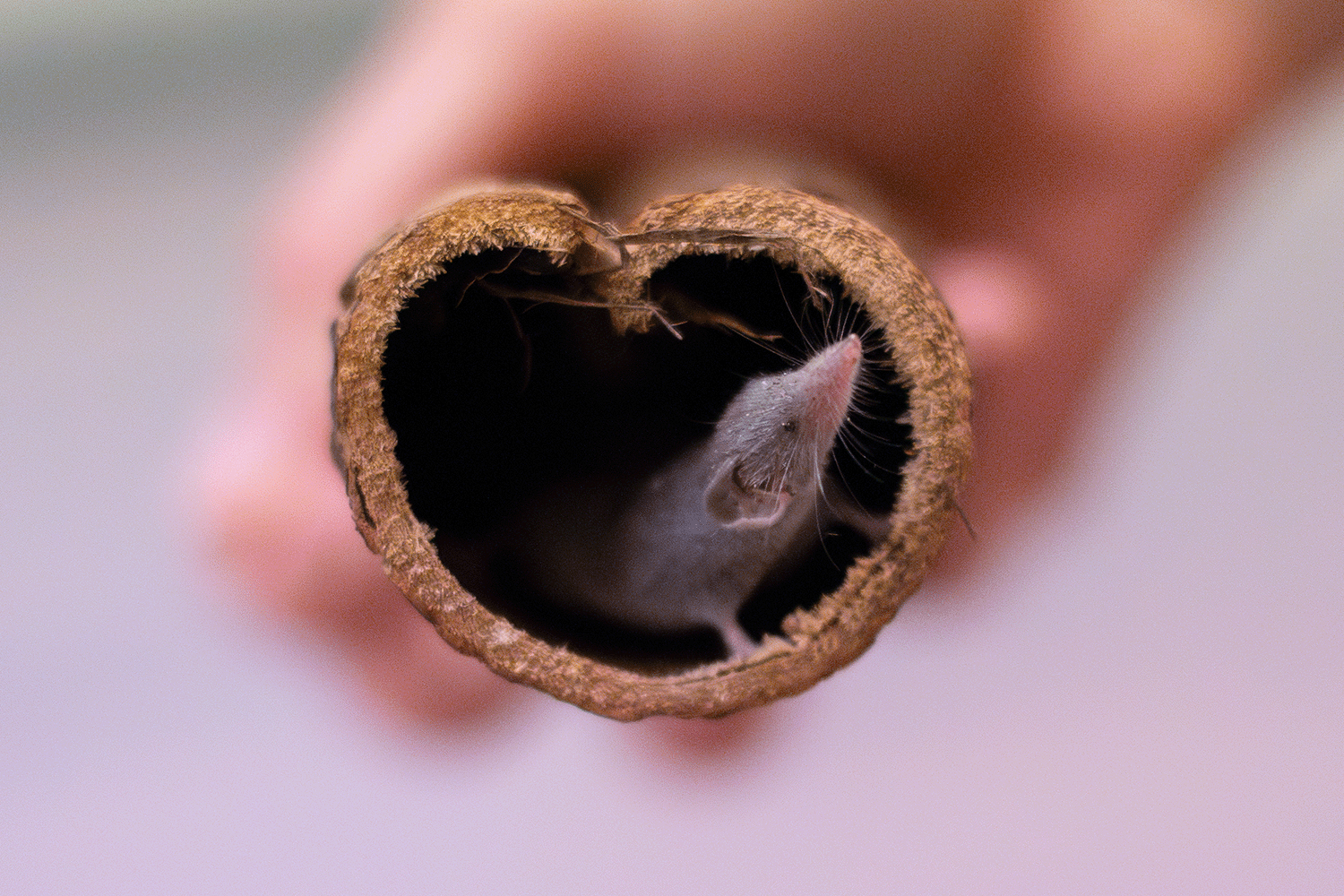 Etruskerspitzmaus