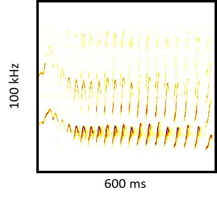 Spectrogram