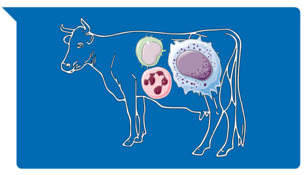 Grafik Kuh und myeloide Zellen