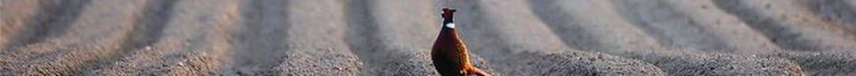 Pheasant on a mounded vegetable field
