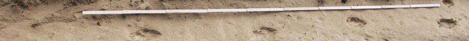 Wolfsspuren im Sand mit einem Zollstock daneben