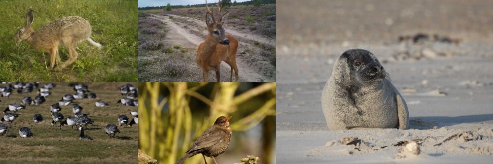 Hase, Nonnengänse, Reh, Amsel und Seehund