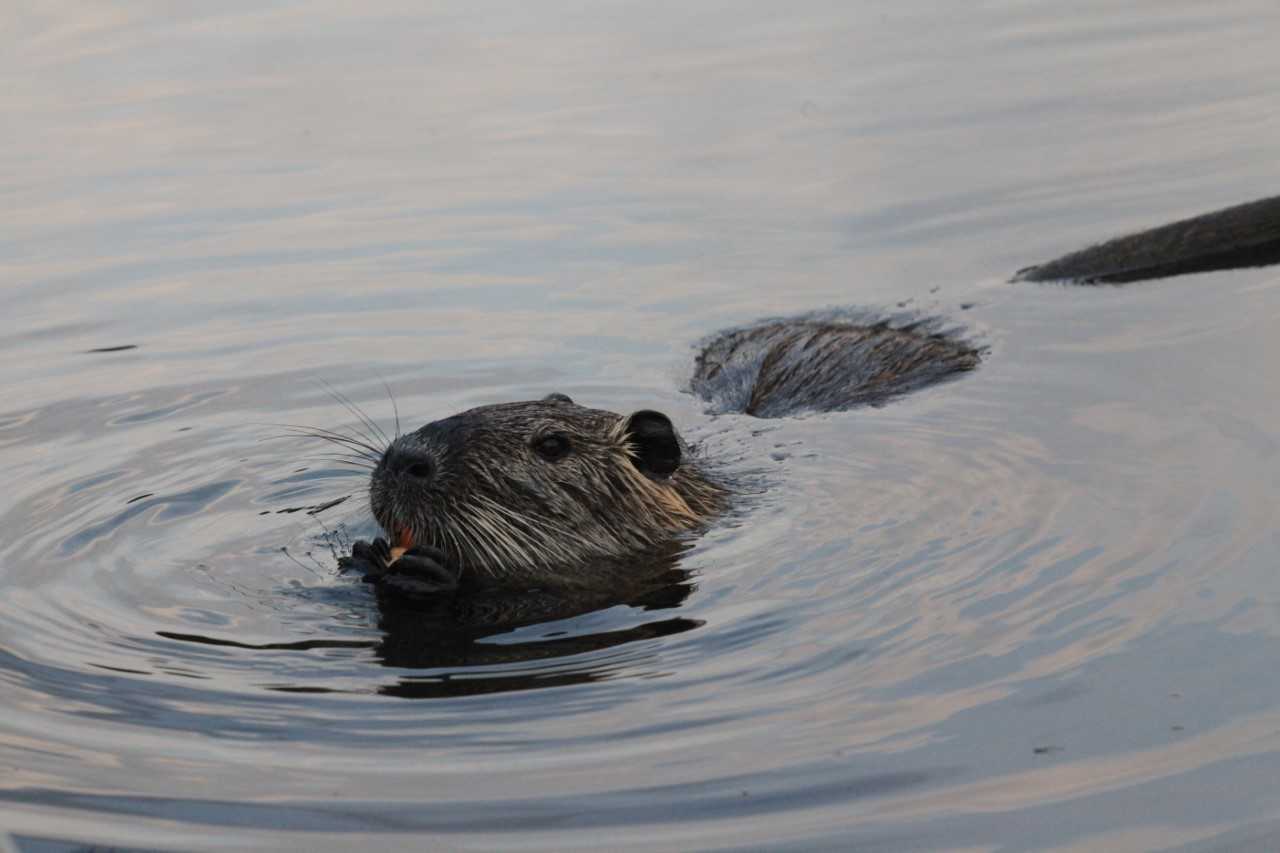 Nutria an der Wasseroberfläche