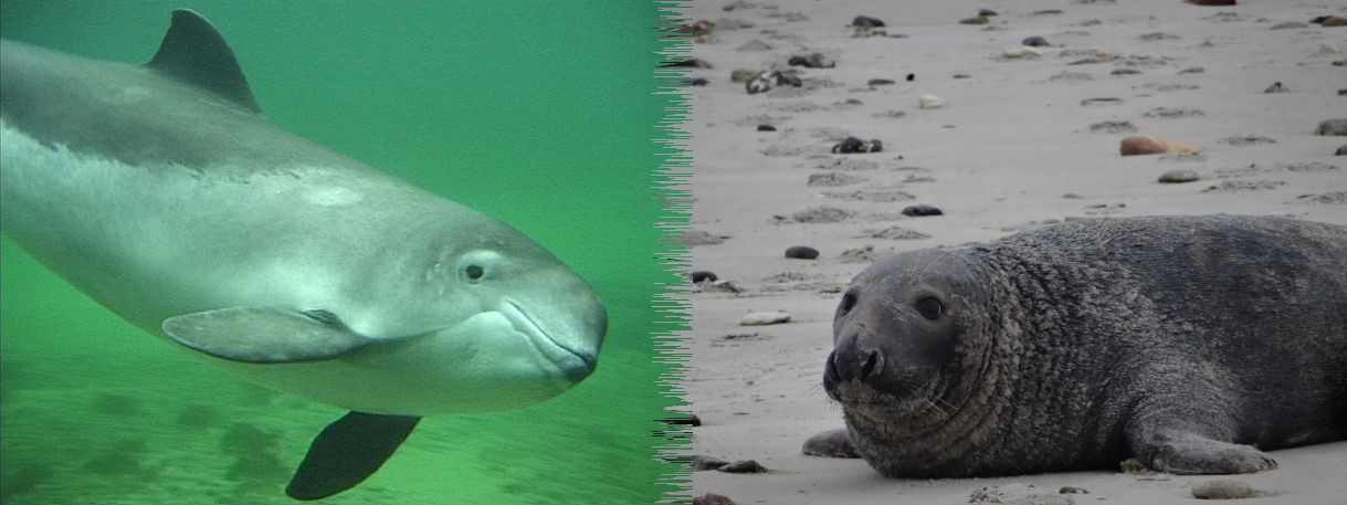 tauchender Schweinswal, Kegelrobbe am Strand