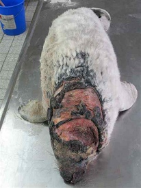 Newborn gray seal, with injuries caused by fighting males. 