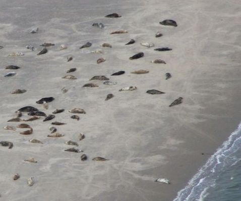 Kegelrobben auf ihrem Liegeplatz vom Flugzeug aus fotografiert